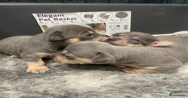 Jack Russell dogs - Advert 4