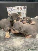 Jack Russell dogs - Advert 6