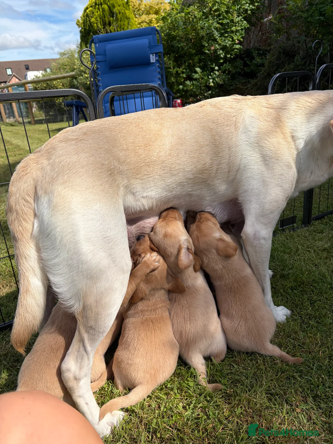 Labrador Retriever dogs for sale: KC Labrador Puppies (7 boys available) - Advert 2