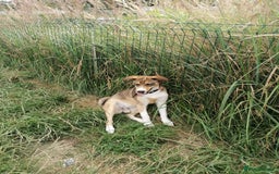 Mixed Breed dogs for adoption: 💖🐶 LISKA 🐶💖 - Image 7