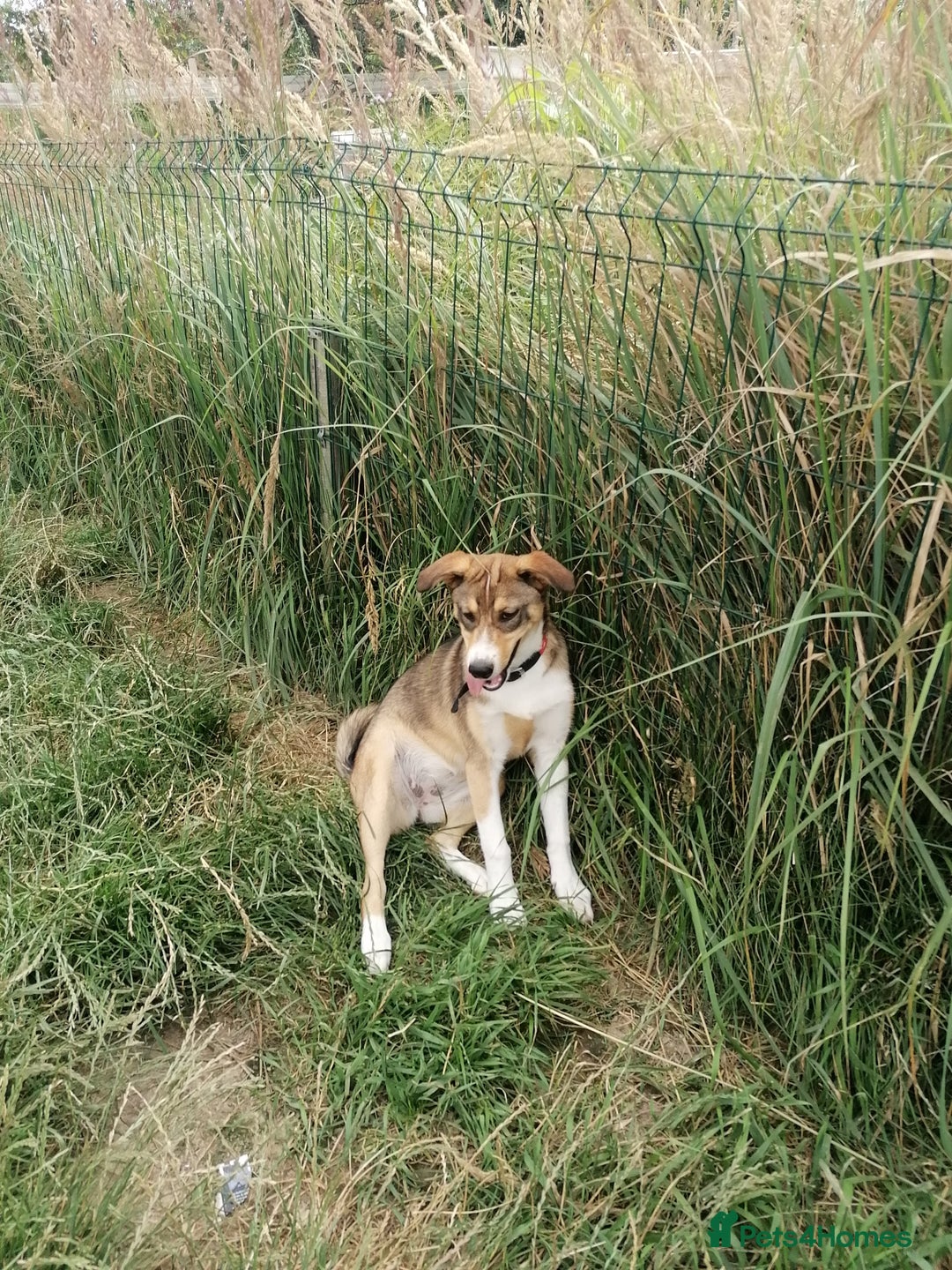 Mixed Breed dogs for adoption: 💖🐶 LISKA 🐶💖 - Image 7
