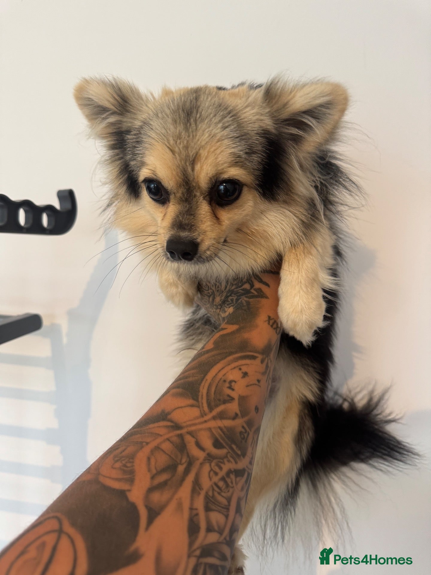 Pomchi dogs Pomchi for stud  - Advert 5