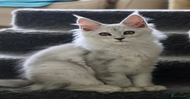 Maine Coon cats - Advert 9