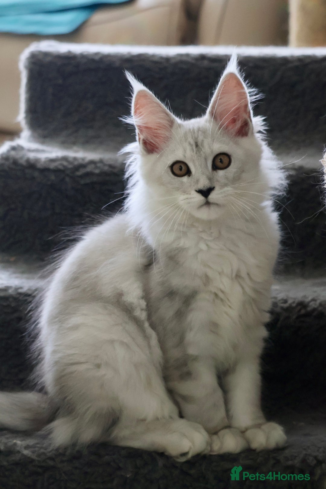 Maine Coon cats for sale: **ONLY 2** High Silver Shaded Kittens Left!😻 - Image 3