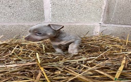 Jack Russell dogs for sale: Lilac & Tan Miniature Jack Russel  - Image 12