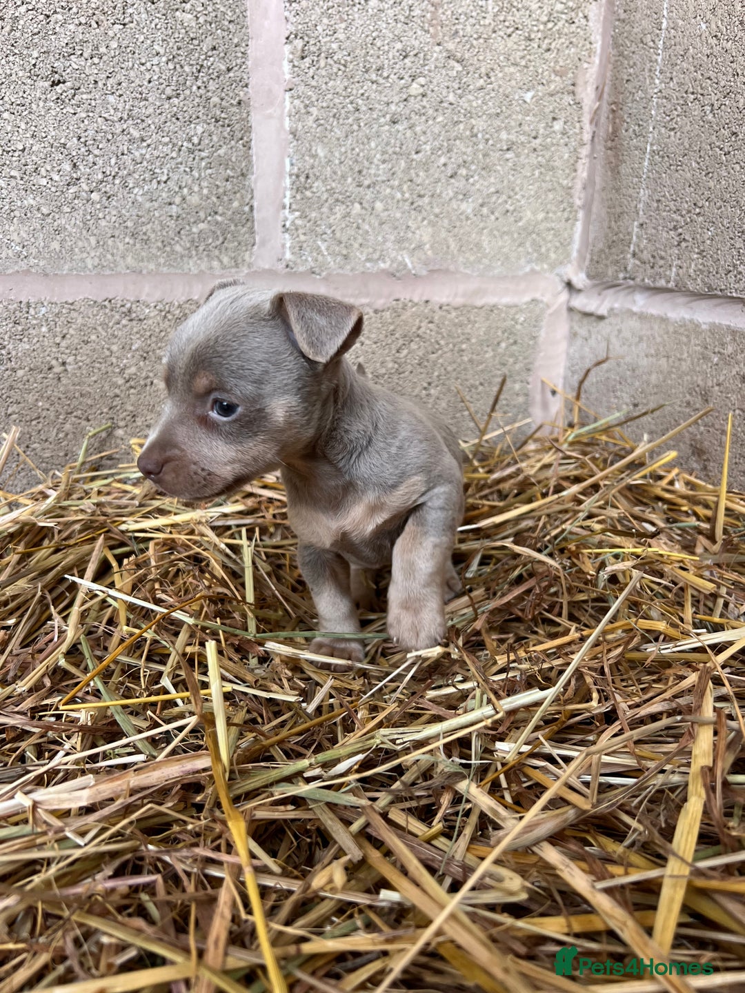 Jack Russell dogs for sale: Lilac & Tan Miniature Jack Russel  - Image 12