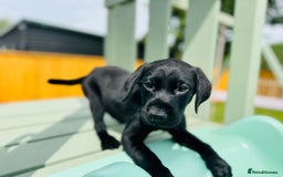 Labrador Retriever dogs for sale: KC Registered Labrador Babies 🐾🐾🐾 - Image 17