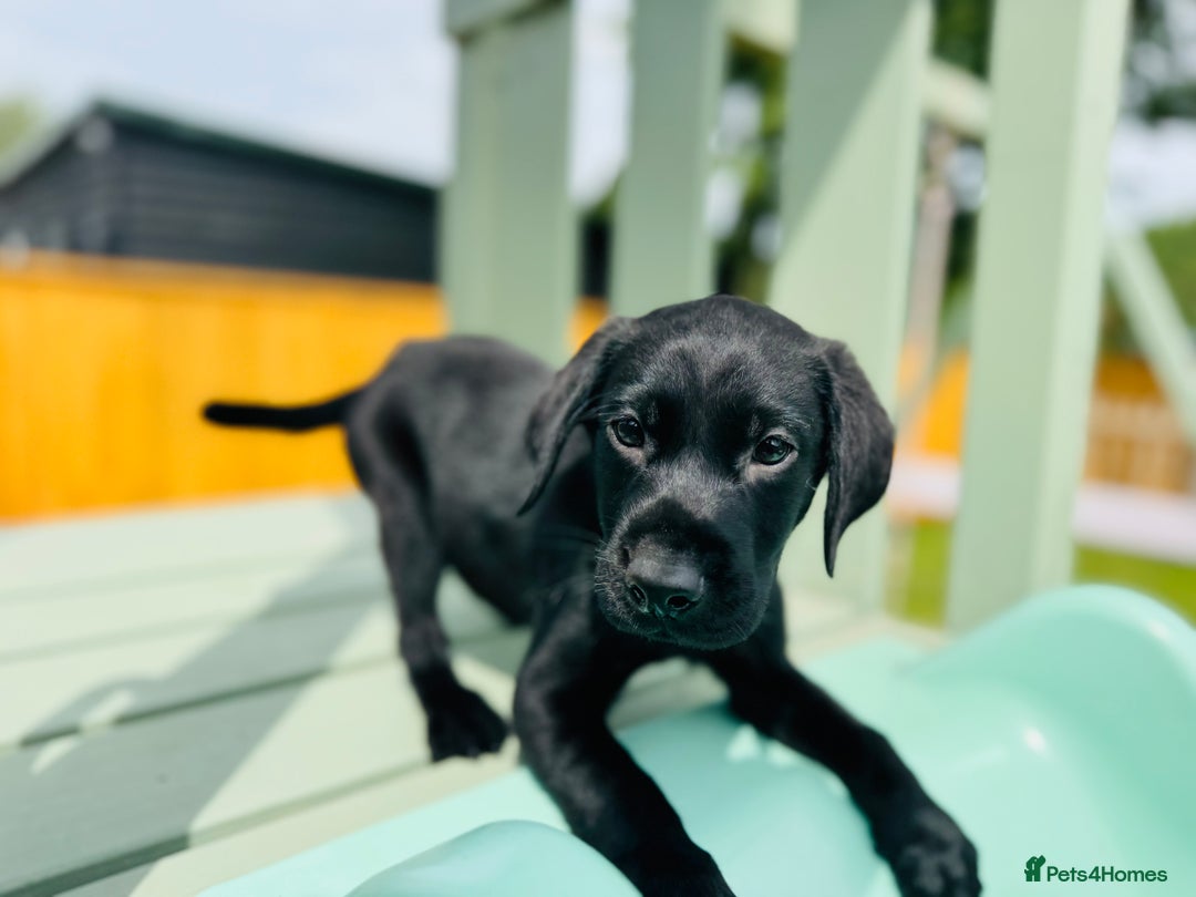 Labrador Retriever dogs for sale: KC Registered Labrador Babies 🐾🐾🐾 - Image 17