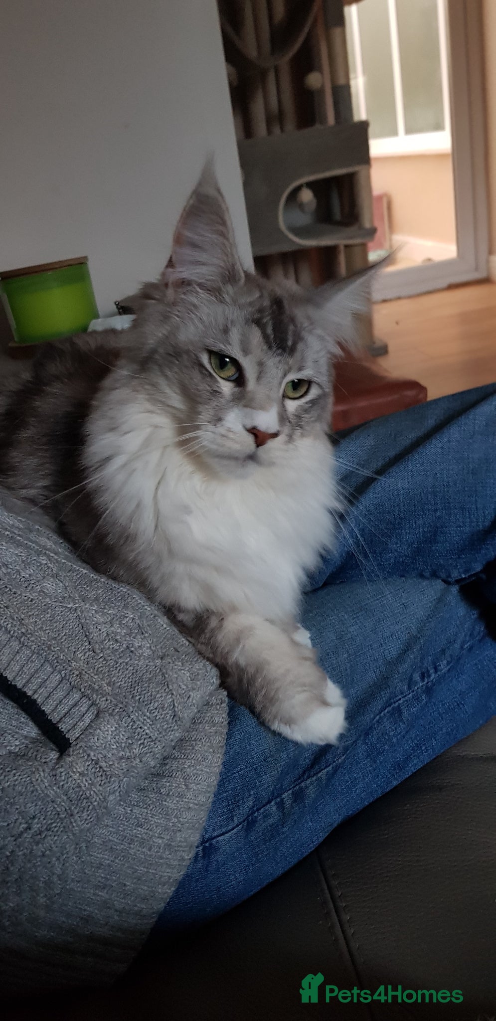 Maine Coon cats TICA registered Maine coons  - Advert 8