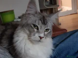 Maine Coon cats TICA registered Maine coons - Advert 8