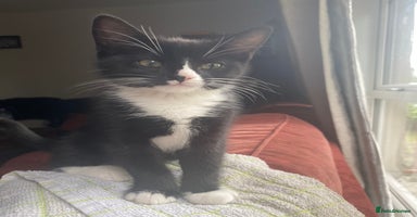 Mixed Breed cats in Kirkcaldy - Advert 12