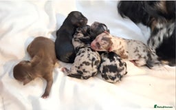 Chihuahua dogs for sale: Stunning Long Coat Chihuahua Puppies  - Image 10