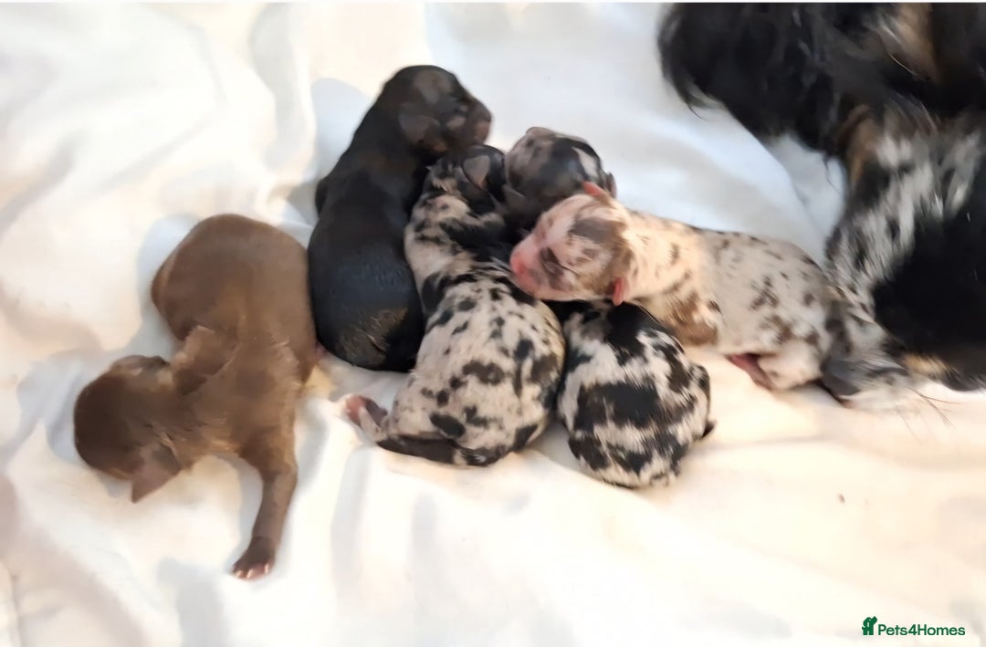 Chihuahua dogs for sale: Stunning Long Coat Chihuahua Puppies  - Image 10