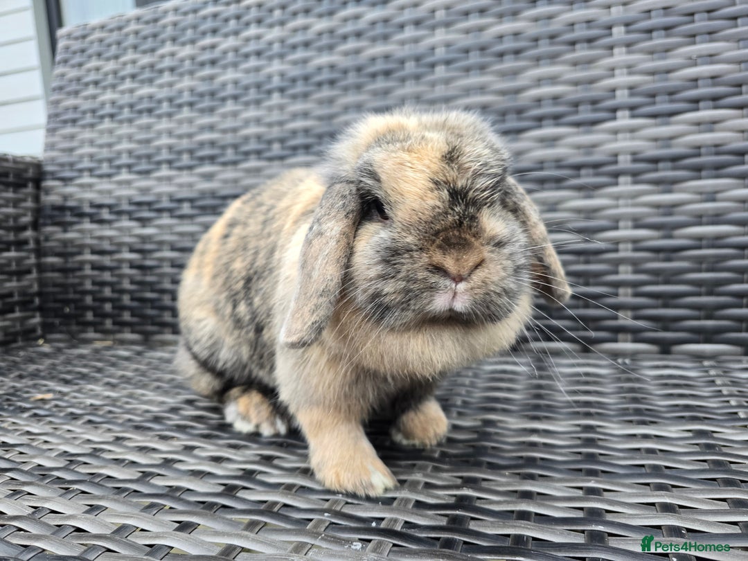 Mini Lop rabbits for sale: Mini lop Bunnies - Advert 1