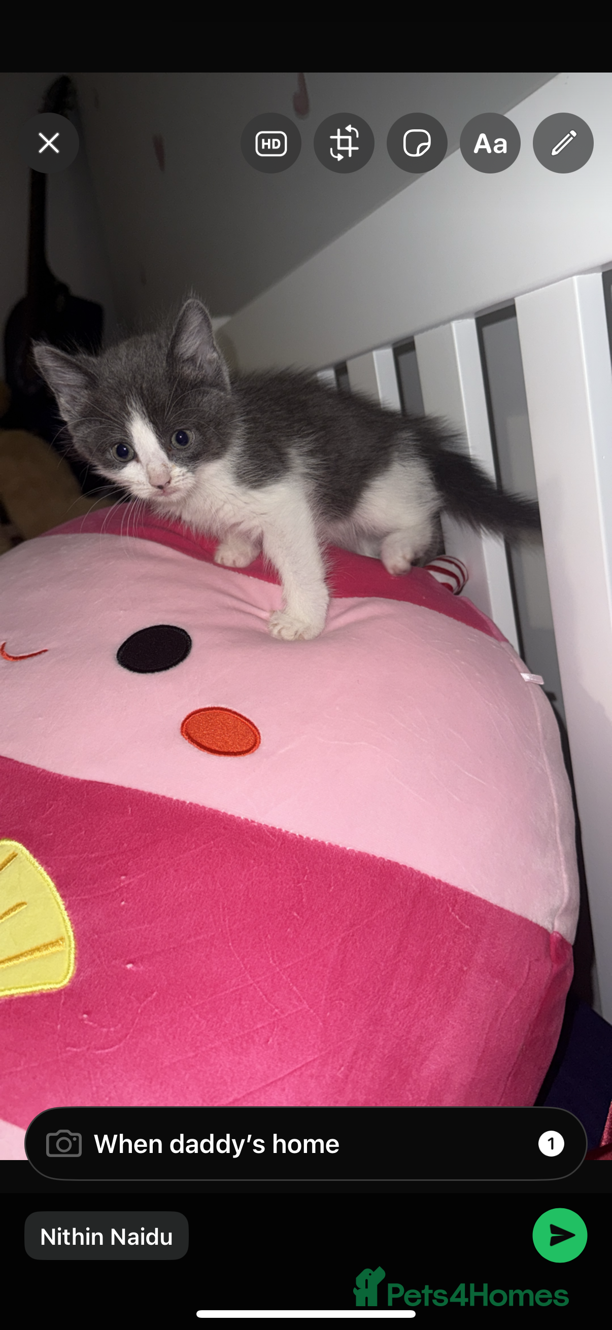 Mixed Breed cats Jacky - Advert 11