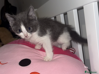 Mixed Breed cats Jacky - Advert 1