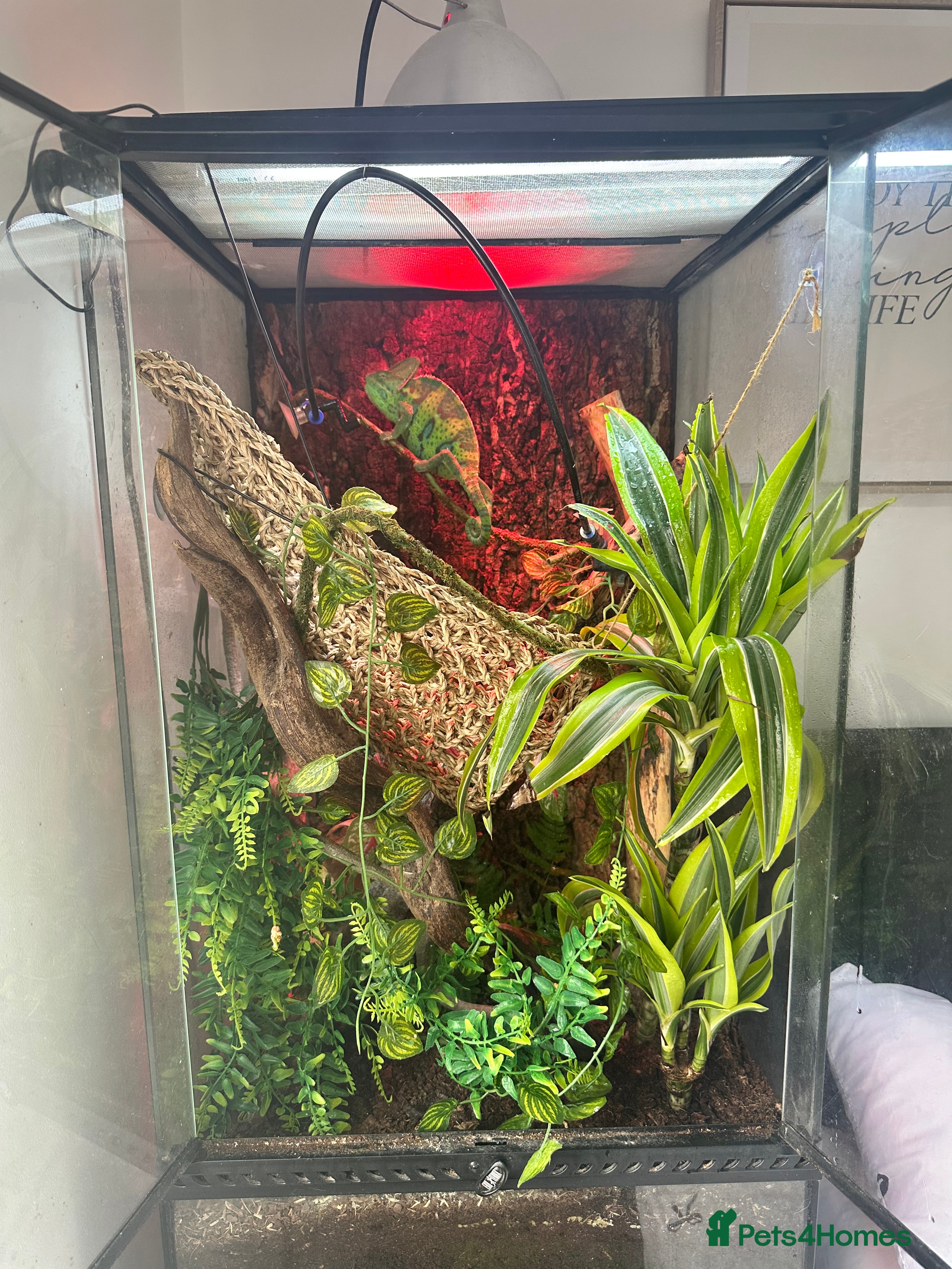 Chameleon reptiles Male veiled chameleon and set up  - Advert 16