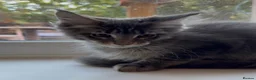Maine Coon cats for sale: Sad sale big beautiful Maine coon boy TICA in Redhill - Advert 19