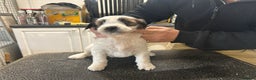 Tibetan Terrier dogs for sale: Araki Tibetan Terriers Puppies for Sale - Advert 8