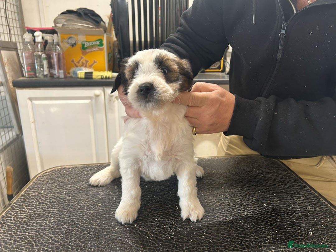 Tibetan Terrier dogs for sale: Araki Tibetan Terriers Puppies for Sale - Advert 8