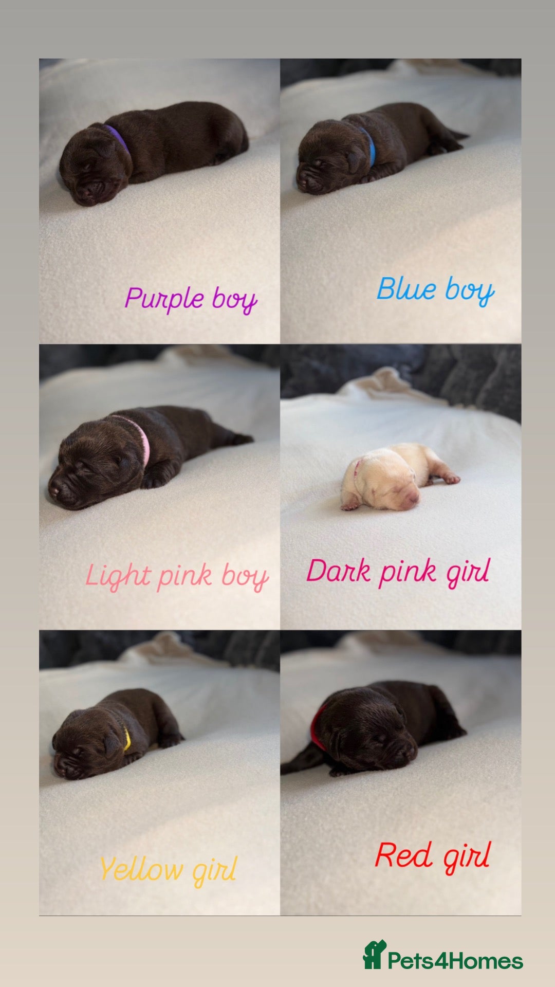 Labrador Retriever dogs STUNNING KC LABRADOR PUPPIES 2GIRLS2BOYS REMAINING - Advert 15