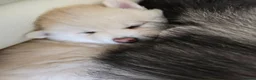 Pomsky dogs for sale: ​3 Stunning Blue-Eyed Pomsky Princesses in Addlestone - Advert 5
