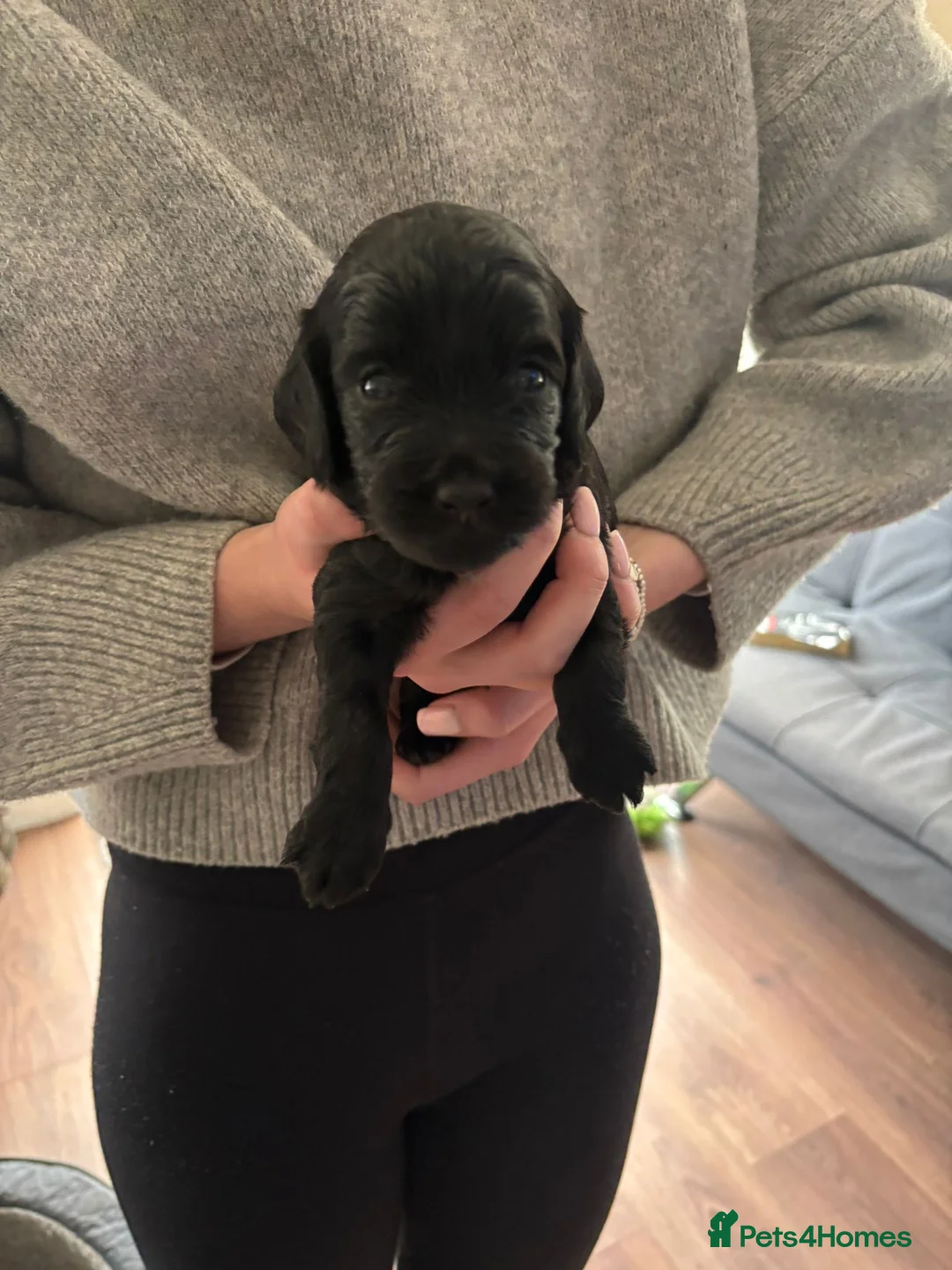 Cockapoo dogs for sale: F1 Cockapoo puppies in Kilmarnock - Advert 2