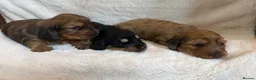 Miniature Dachshund dogs for sale: 3 Beautiful Longhair Miniature Dachshund Puppies - Advert 9