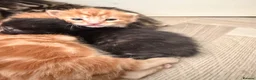Mixed Breed cats for sale: Beautiful Mixed Kittens  - Advert 4