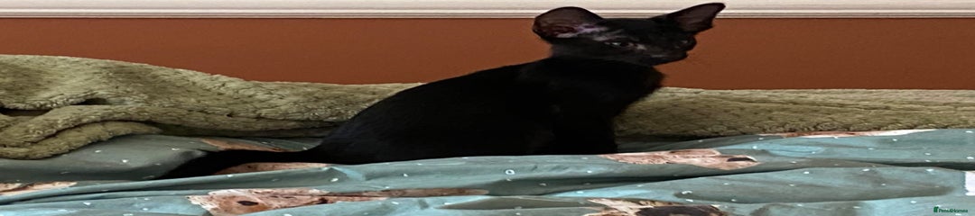 Suffolk Black Kitten 2