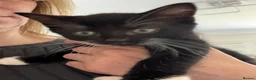 Mixed Breed cats for sale: Last beautiful girl kitten - Advert 2