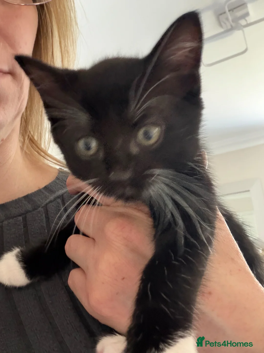 Mixed Breed cats for sale: Last beautiful girl kitten - Advert 2