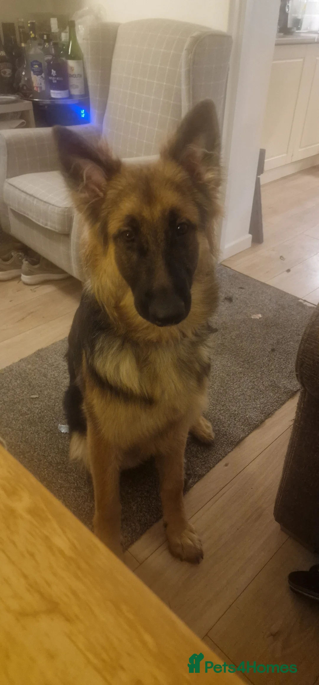 German Shepherd dogs for sale: Bear German Shepard 8 months - Advert 2