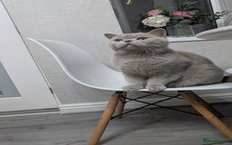 British Shorthair cats for sale: Active GCCF Champion titled female  - Image 9