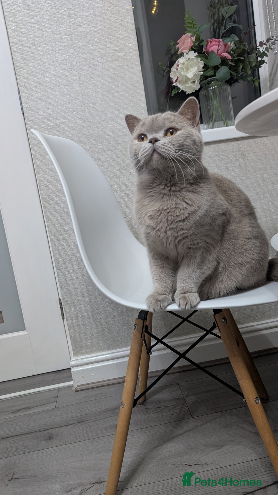 British Shorthair cats for sale: Active GCCF Champion titled female  - Image 9