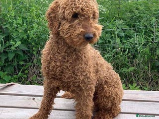 Miniature Poodle dogs Teddy boy kc registered poodle in Carlisle - Advert 3