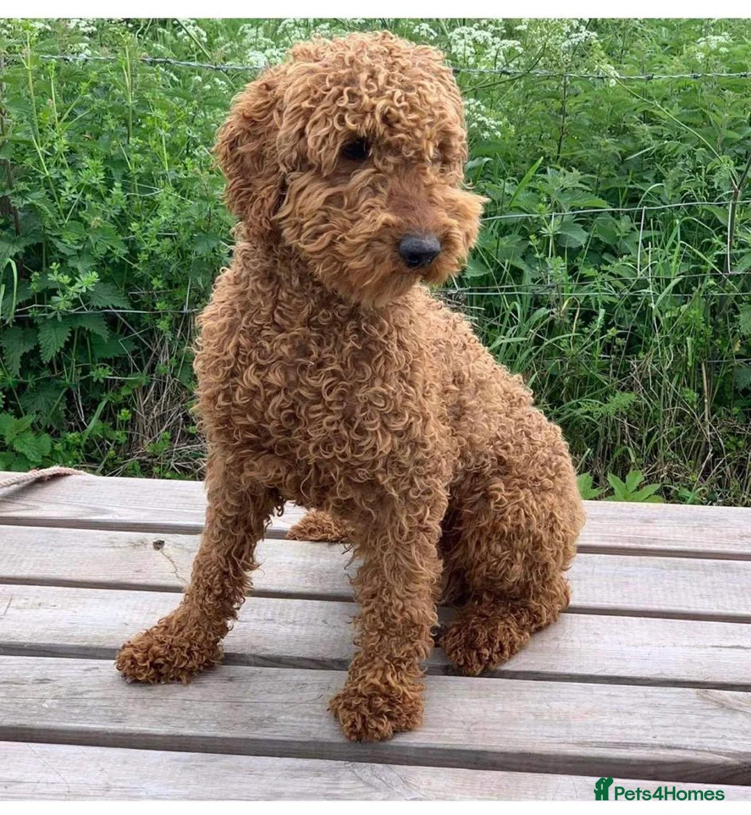 Miniature Poodle dogs for stud: Teddy boy kc registered poodle  in Carlisle - Advert 1