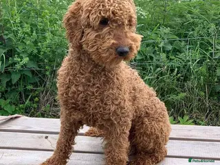 Miniature Poodle dogs Teddy boy kc registered poodle in Carlisle - Advert 13