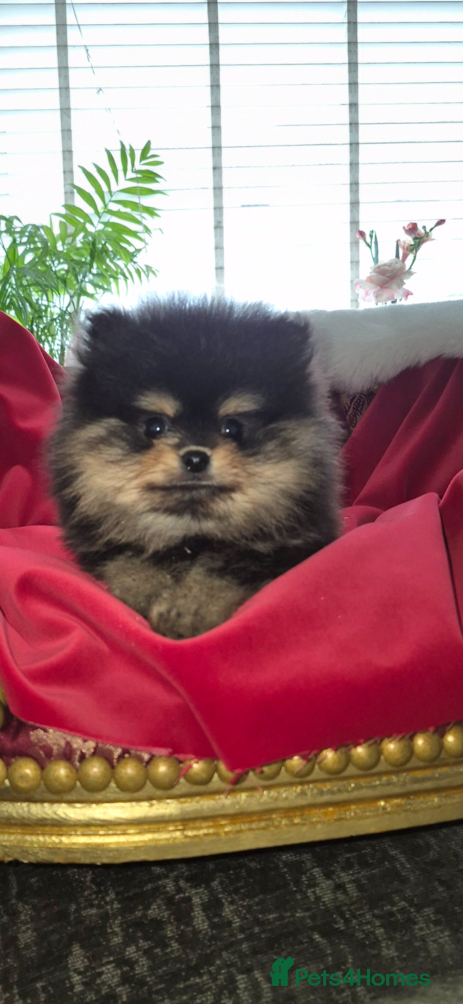 Pomeranian dogs Adorable  **  pomeranians - Advert 2