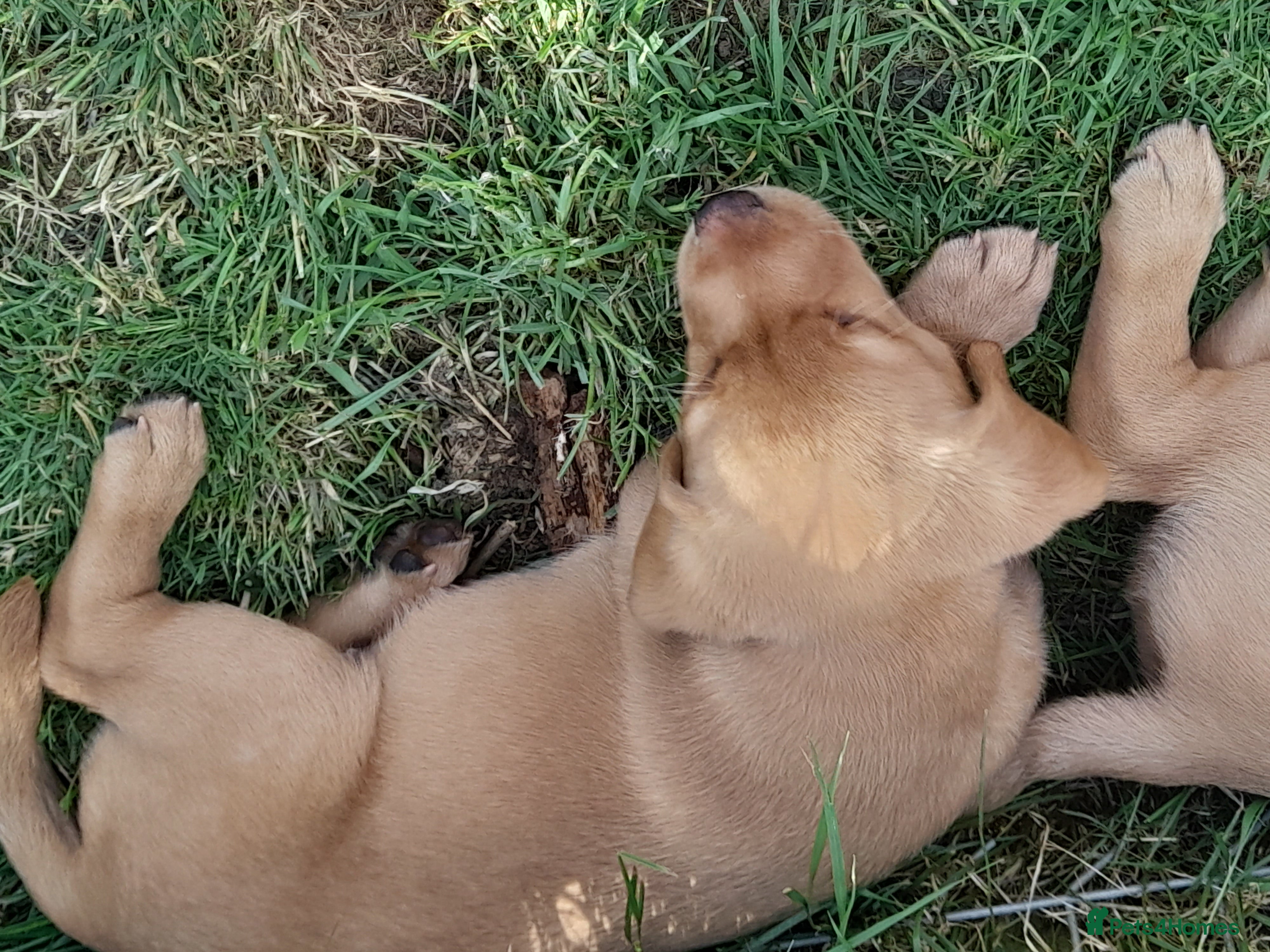 Labrador Retriever dogs for sale: Fox Red Labrador Puppies ready 05.06.26 - Advert 15