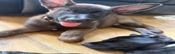 Belgian Shepherd Dog dogs for sale: last Belgian shepherd Harry READY TO GO - Advert 27