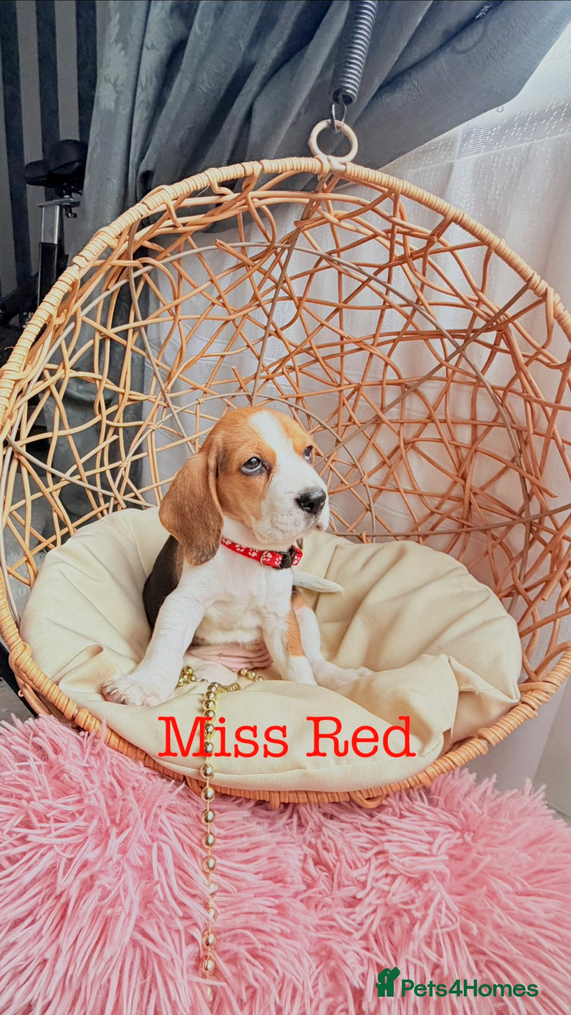Beagle dogs 💞BEAUTIFUL BEAGLE PUPPIES 💞 - Advert 2