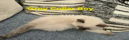 Ragdoll cats for sale: Beautiful ragdolls - Advert 33