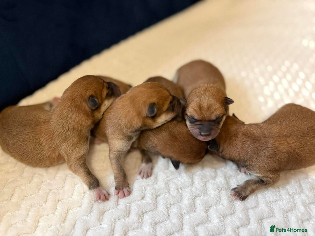 Japanese Shiba Inu dogs for sale: Japanese Shiba health tested , champion bloodline  - Advert 6