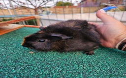 Guinea Pig rodents for sale: 3 guinea pigs for sale - Image 6