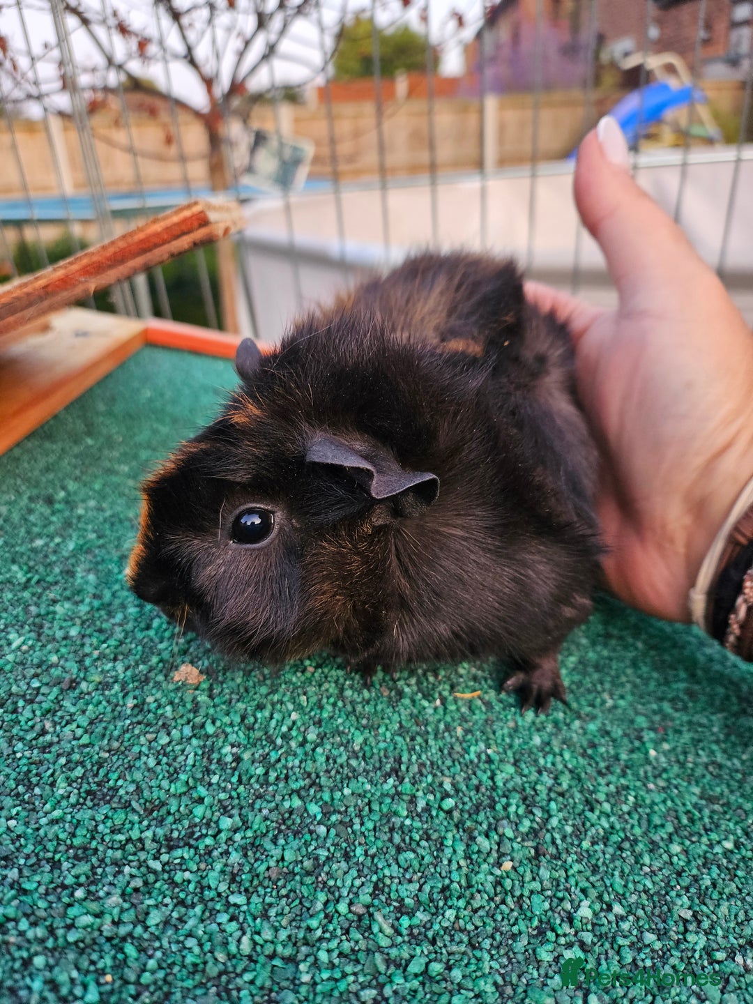 Guinea Pig rodents for sale: 3 guinea pigs for sale - Image 6