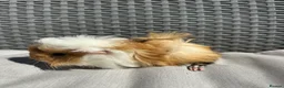 Guinea Pig rodents for sale: Very handsome baby long haired guinea pigs. - Advert 7
