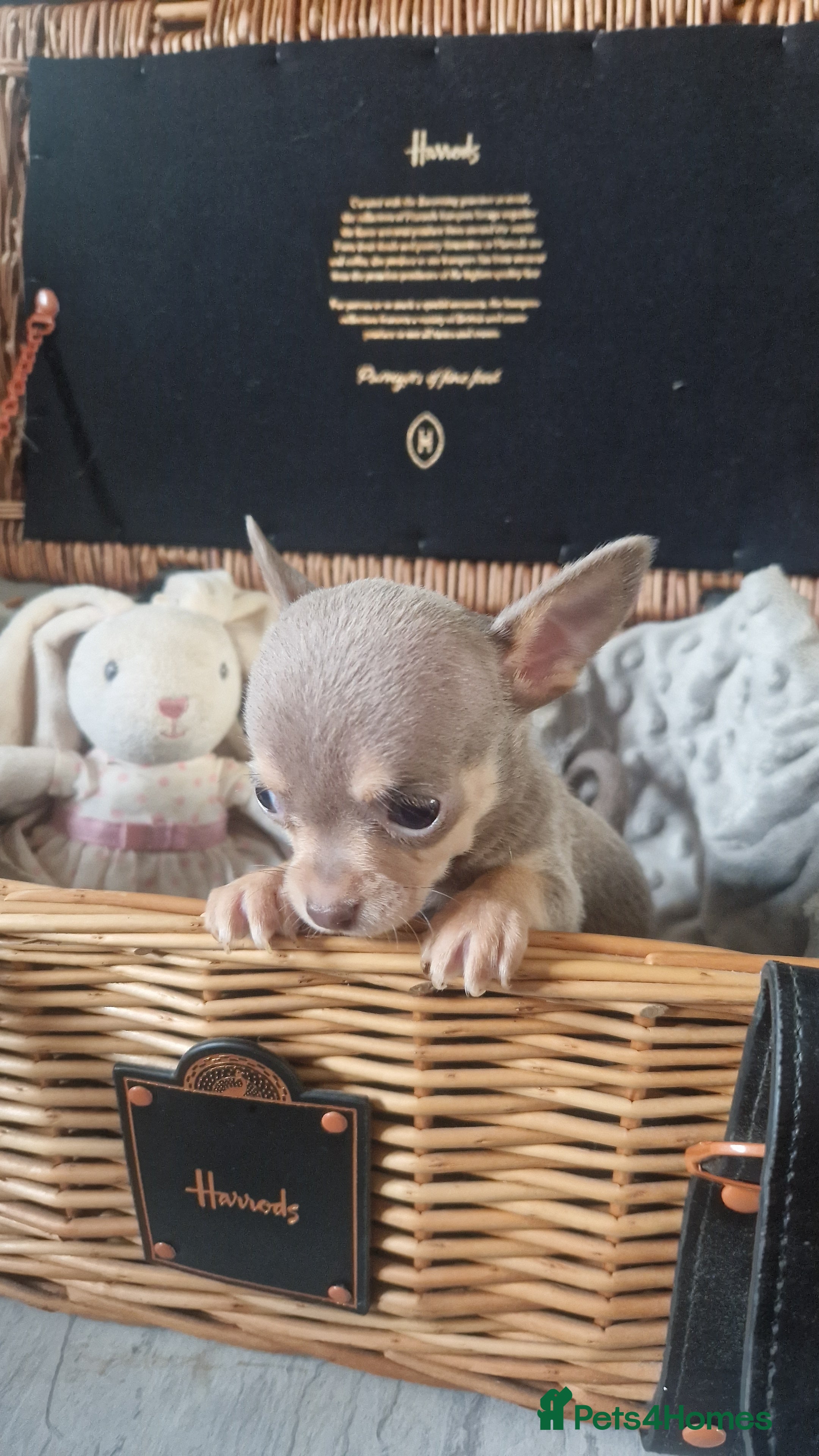 Chihuahua dogs Puppies - Advert 12