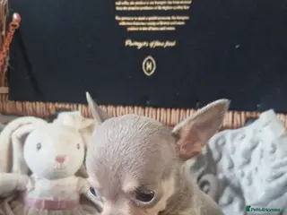 Chihuahua dogs Puppies - Advert 3