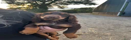 Sprocker dogs for sale: 5 beautiful sprocker puppies ready to collect  in South Molton - Advert 29